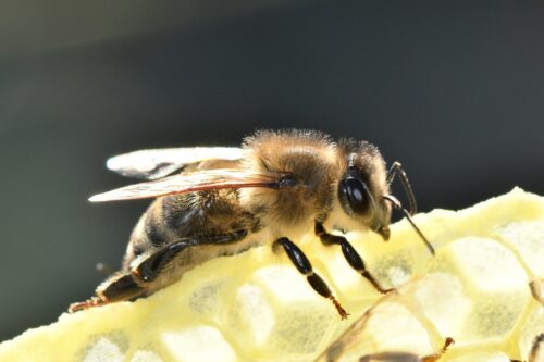ヨーロッパミツバチ（セイヨウミツバチ）